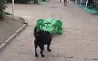 1266378929_dog_croc_chase