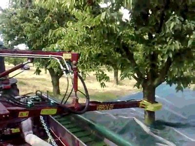 -уборка-черешни-1435611