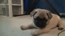 cute-animals-pug-dog-puppy-playing-attacking-animated-gif-pics