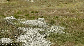 gifs_13
