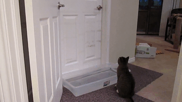 SoulfulRepentantArabianwildcat