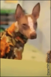 tumblr_mzno4xnecK1s02vreo1_250