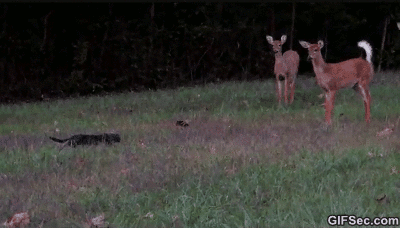 gif_5ee2dbb2c012f23f09f6272fc0a3d9dd