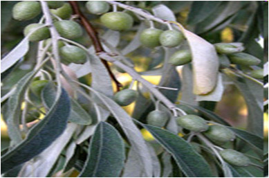 elaeagnus_angustifolia