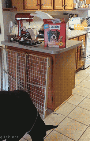 -живность-попугай-собакен-1479415