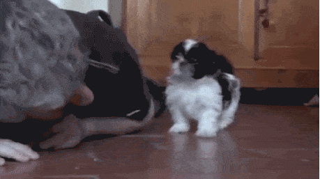 злобный щенок