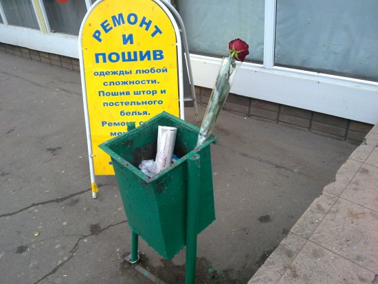 Роза 1