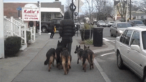 -собакены-живность-банда-1496788