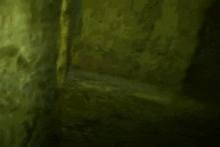 -коты-живность-песочница-1120935