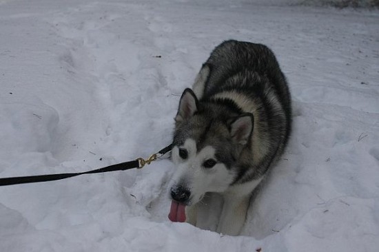 я тут летом кость зарыл