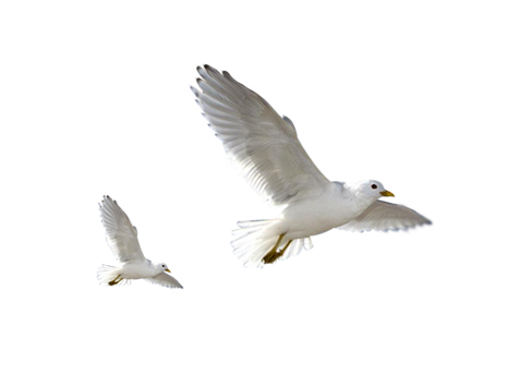 birds png