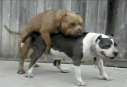 doggystyle