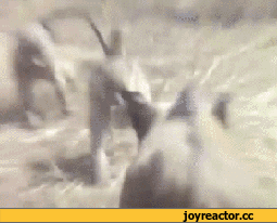 D0B3D0B8D184D0BAD0B8D0BFD0B5D181D0BED187D0BDD0B8D186D0B01103958