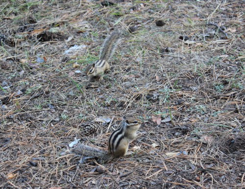 IMG_5776 - копия