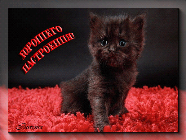 Хорошего настроения, котенок