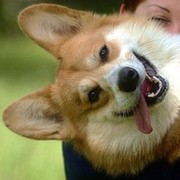 Любимый коржик