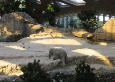 -слон-живность-песочница-1568013