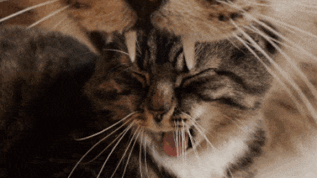 бесконечный зевок