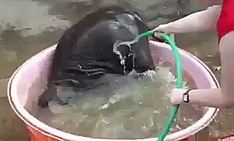 gifs_05