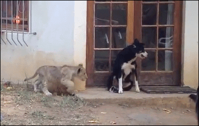 51c7c6ee94ff62b8434a99308e7804e4