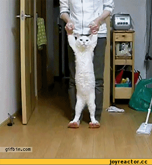 -котэ-песочница-62418