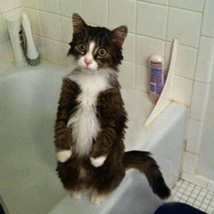 -Барсика-гифки-песочница-1598156