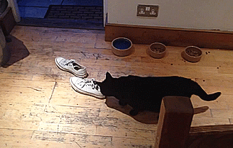 -котэ-живность-1609546