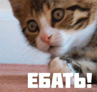 кот ебать