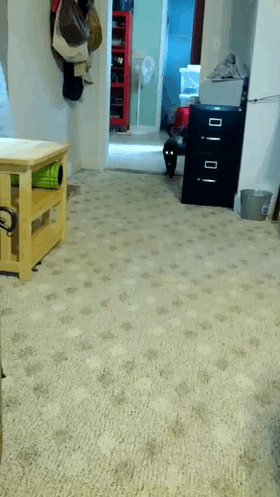 -кот-живность-походка-1618914