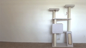 1гифки-котэ-живность-логика-1619033