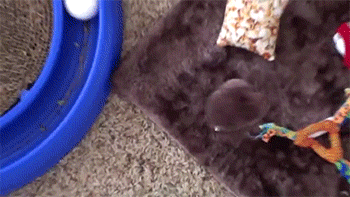 3гифки-котэ-живность-логика-1619035