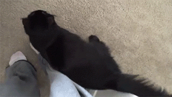 5гифки-котэ-живность-логика-1619037