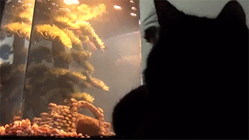 7гифки-котэ-живность-логика-1619039