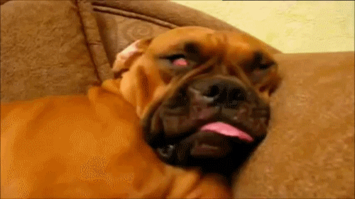 -гиф-анимация-собакахрапакадавака-спим-392969