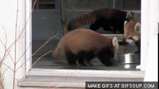krasnaya_panda.ru