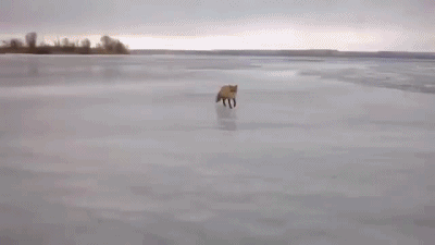 -лиса-живность-доброта-1009254