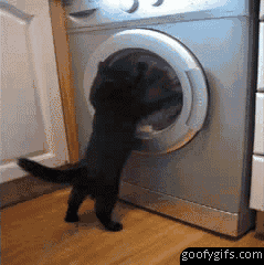 cat-tries-to-help-the-washing-machine-[1]