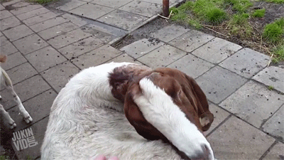 -живность-коза-овца-1627739