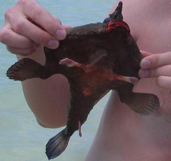 unknown_fish