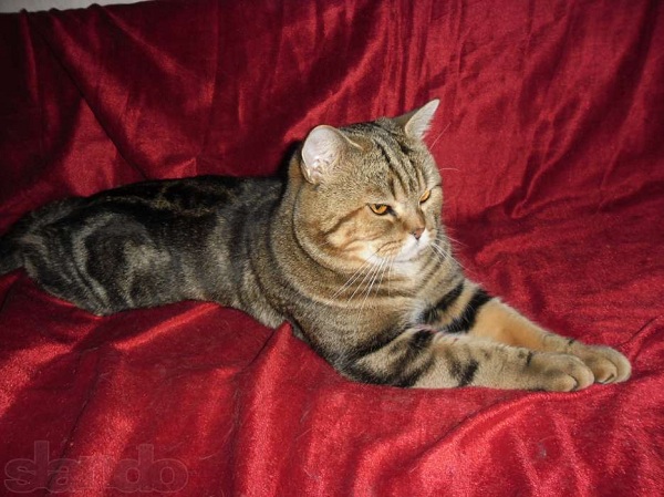 64638755_1_1000x700_pitomnik-britanskih-koshek-predlagaet-kotov-dlya-vyazok-petropavlovsk