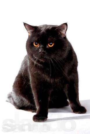 64638755_5_644x461_pitomnik-britanskih-koshek-predlagaet-kotov-dlya-vyazok-severo-kazahstanskaya-obl