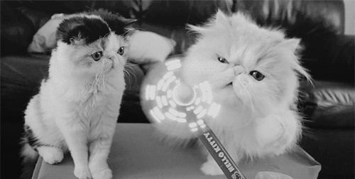 -котэ-345586