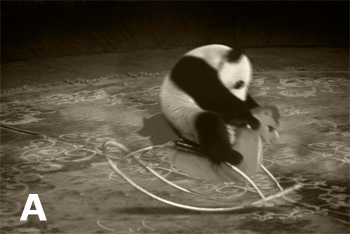 1294905024_39_57539228_533abpoh