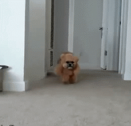 -медведог-1651881