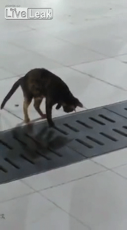 -котэ-живность-мышь-1662929