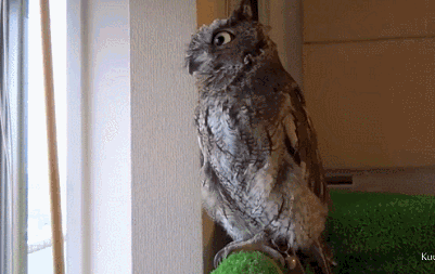 1414575052_721975926_yapfiles.ru