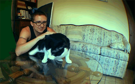 -гифки-котэ-понос-1410449