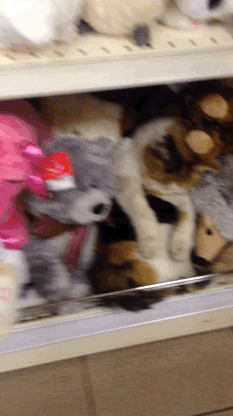 -живность-игрушки-магазин-1491099