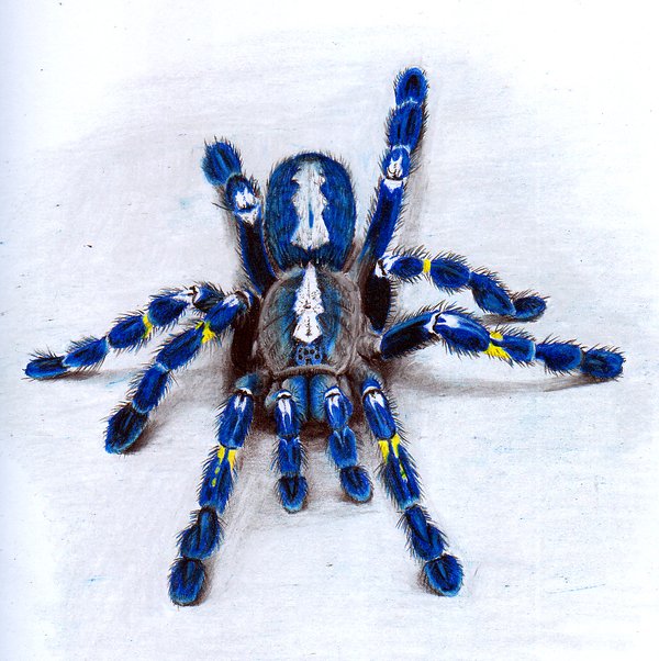 Poecilotheria_metallica_by_biomechanoid56