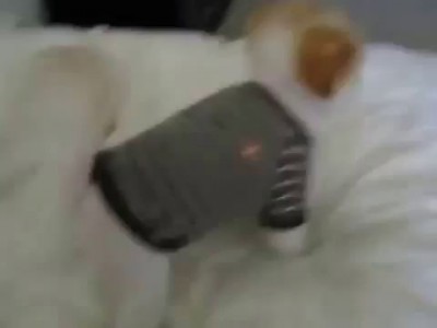 Очень смешная домашняя собака